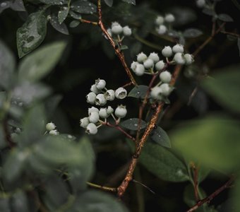 Папин урожай