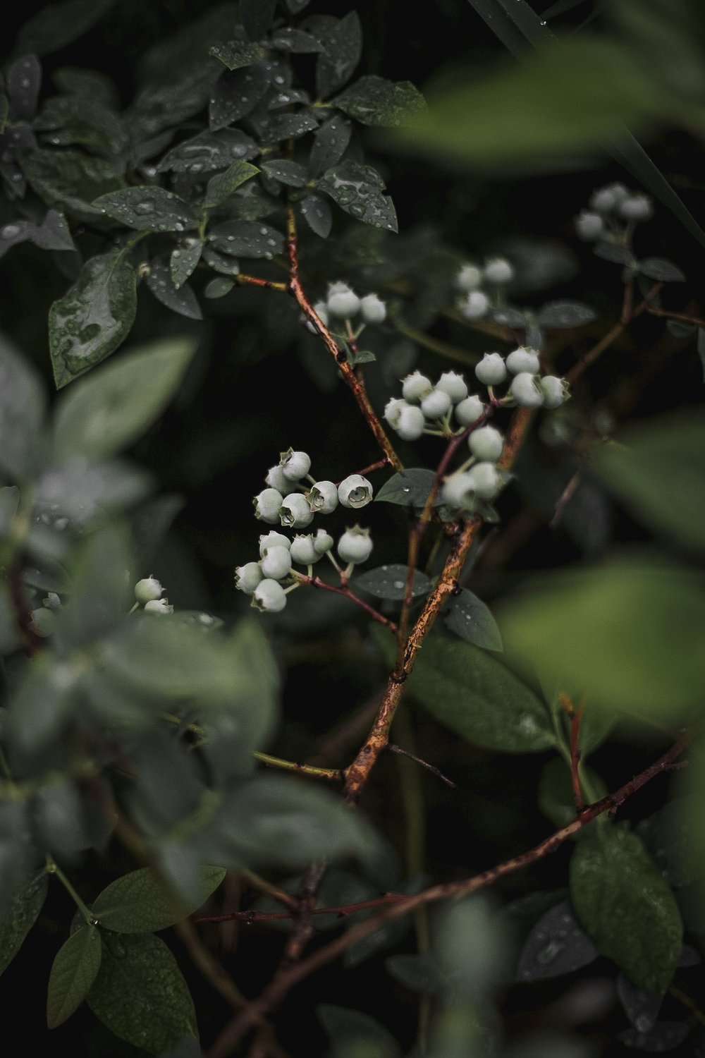 Папин урожай