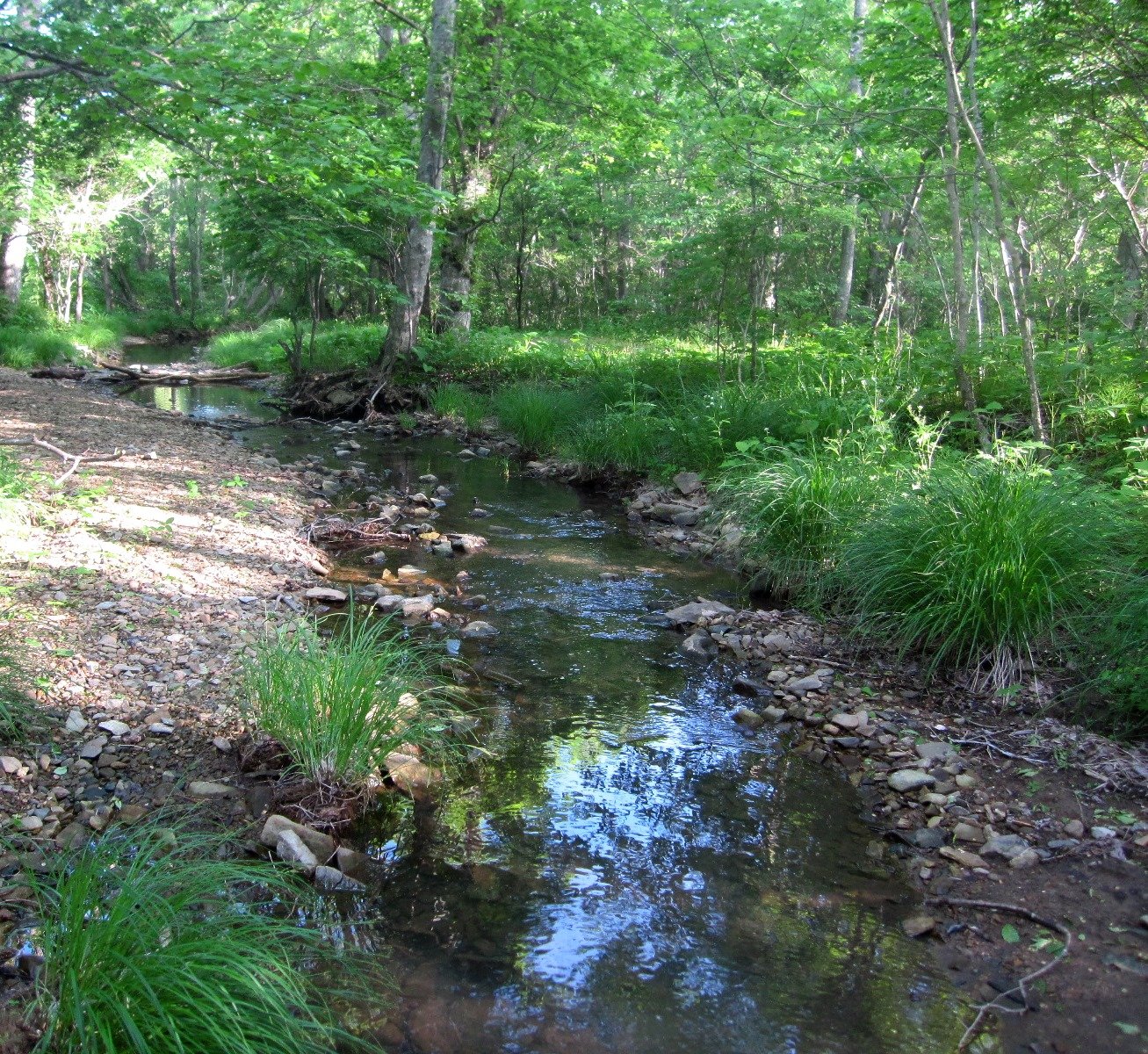 Любимый ручей