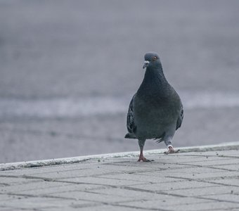 Важный голубь в черте города