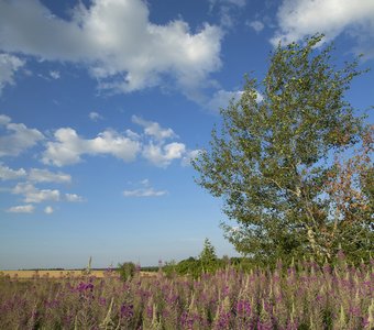 Лесостепь, середина лета (3)