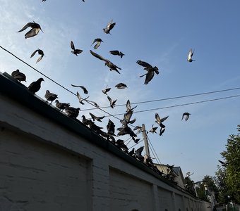 «Уносящий лето»