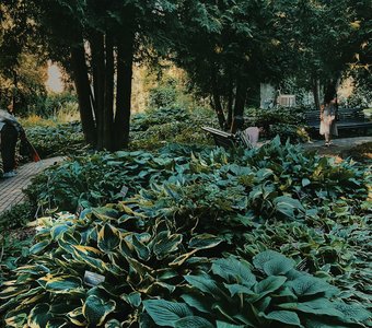 «50 оттенков зеленого»