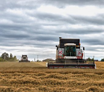 Короли полей