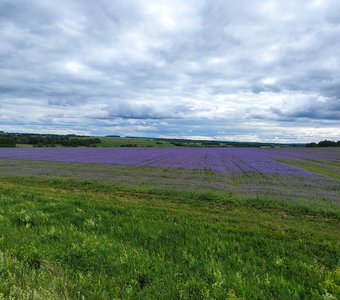 Прованс Чувашии