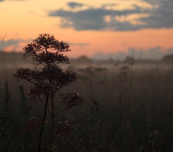 Август.Вечер.