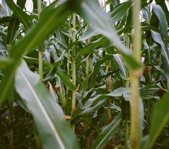 Кукурузное поле где-то на Дону