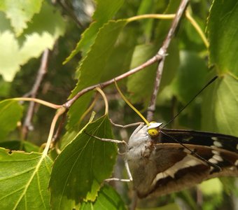 А когда же нектар давать будут?