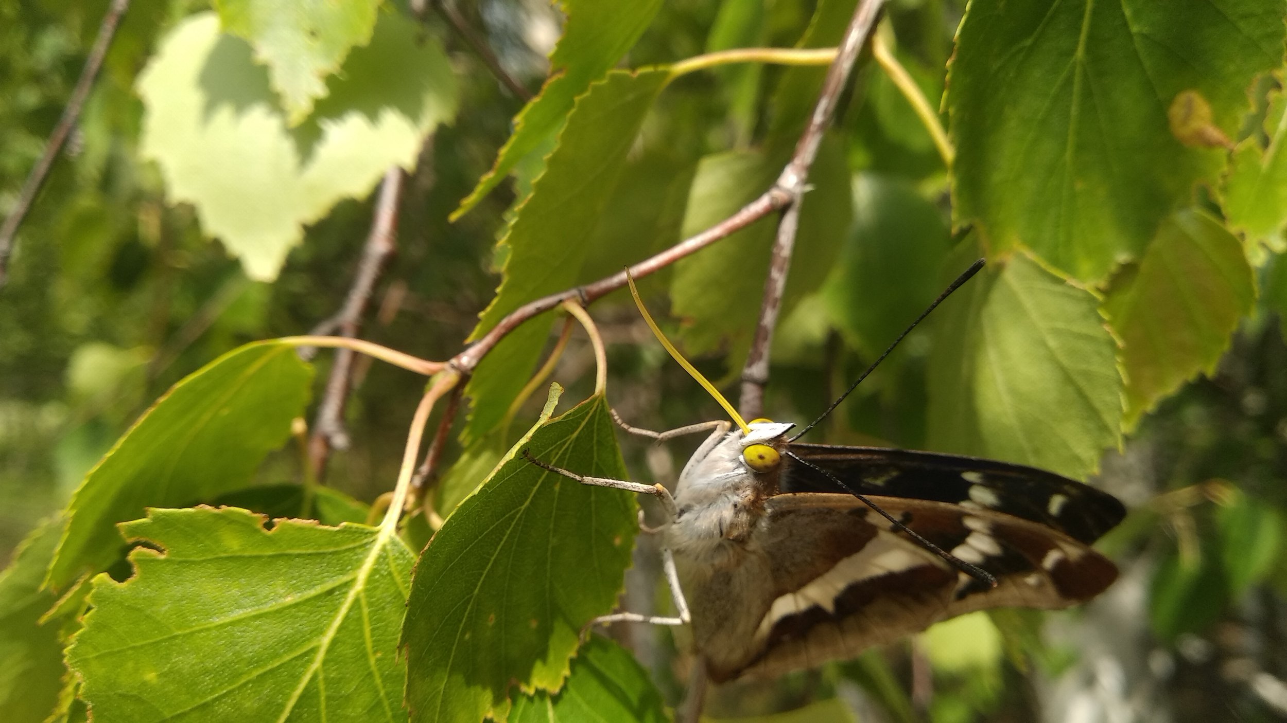 А когда же нектар давать будут?