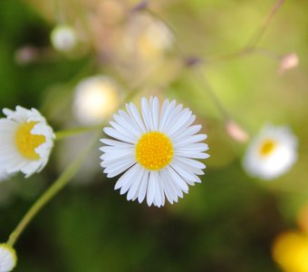 Геометрия цветов.