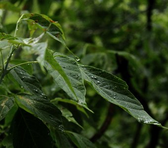 Покой после дождя