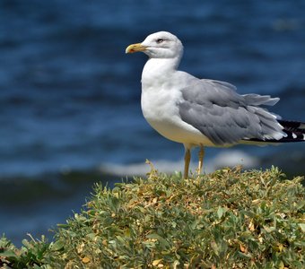У самого синего моря