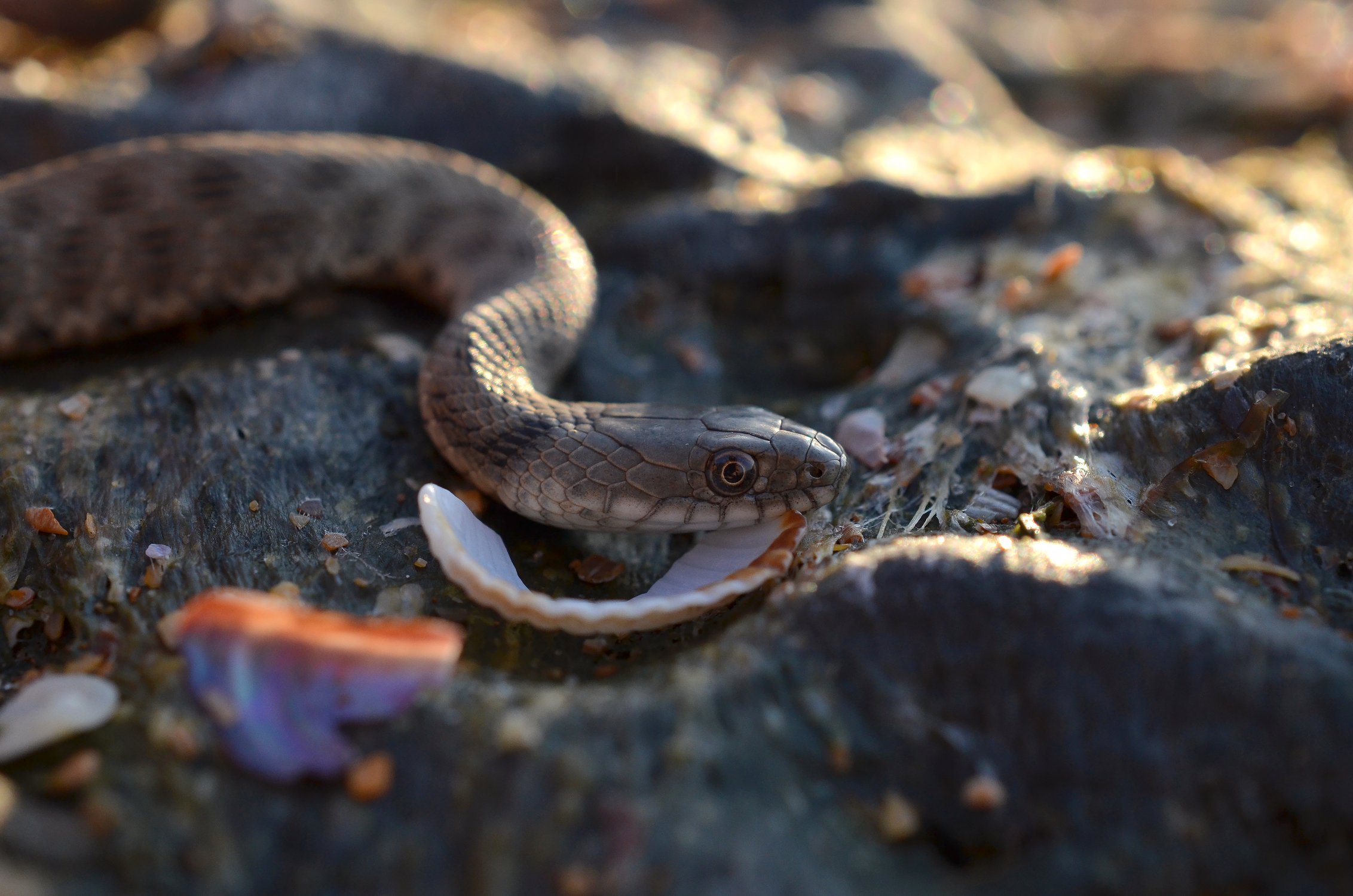 Каменный змий