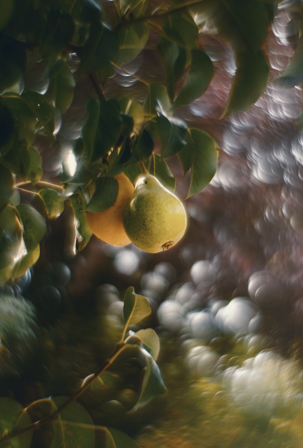 Дикие груши в волшебном саду