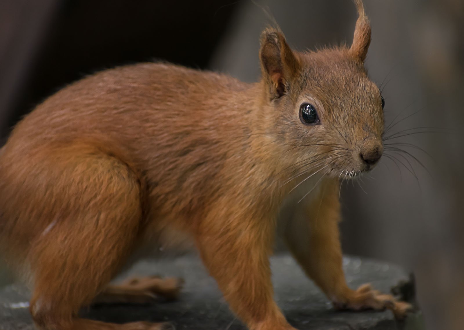 Рыжая красотка