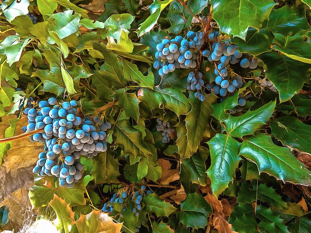 Солнечные ягоды