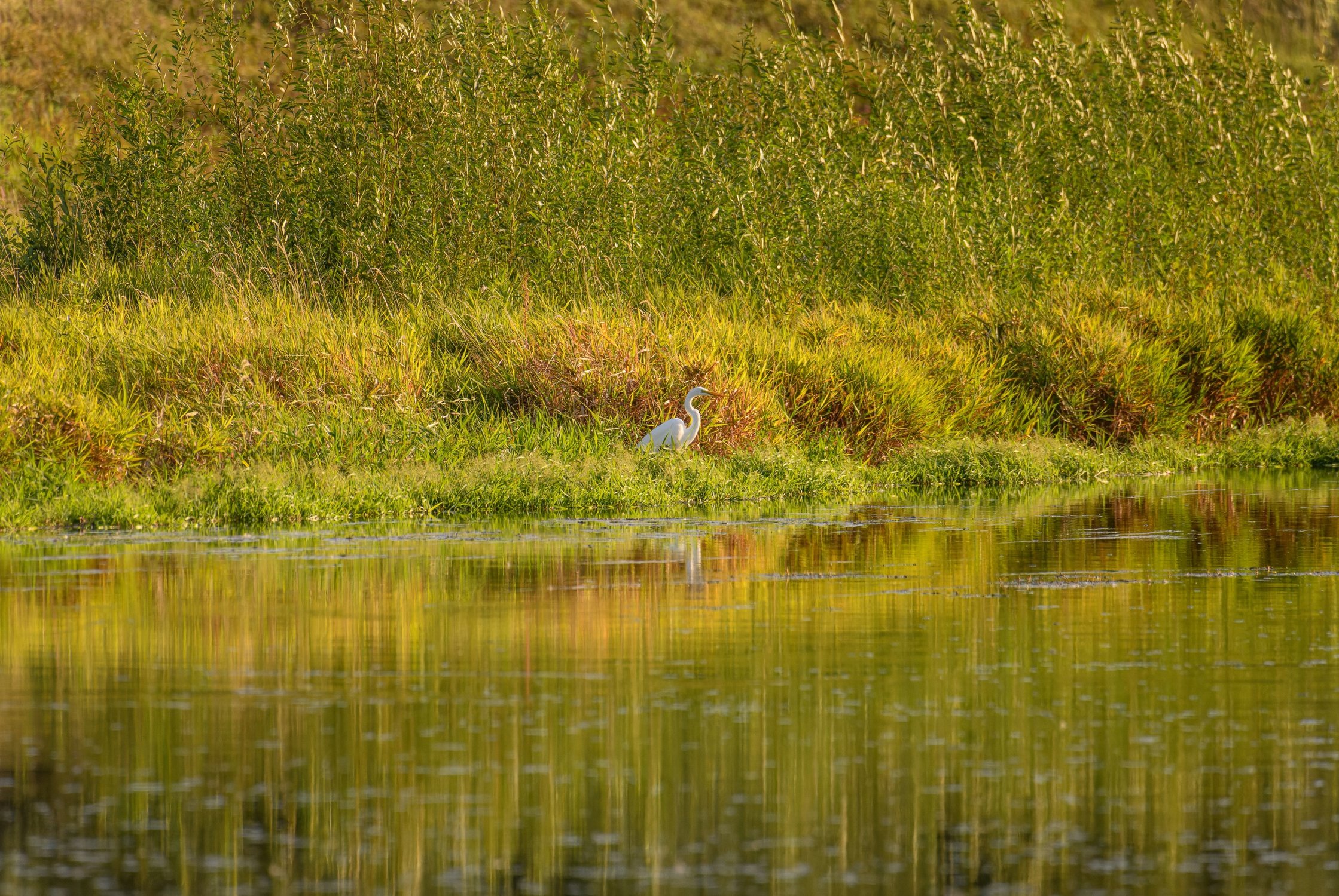 Большая белая цапля на реке Ижоре