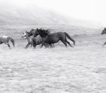 Бегущие по ветру