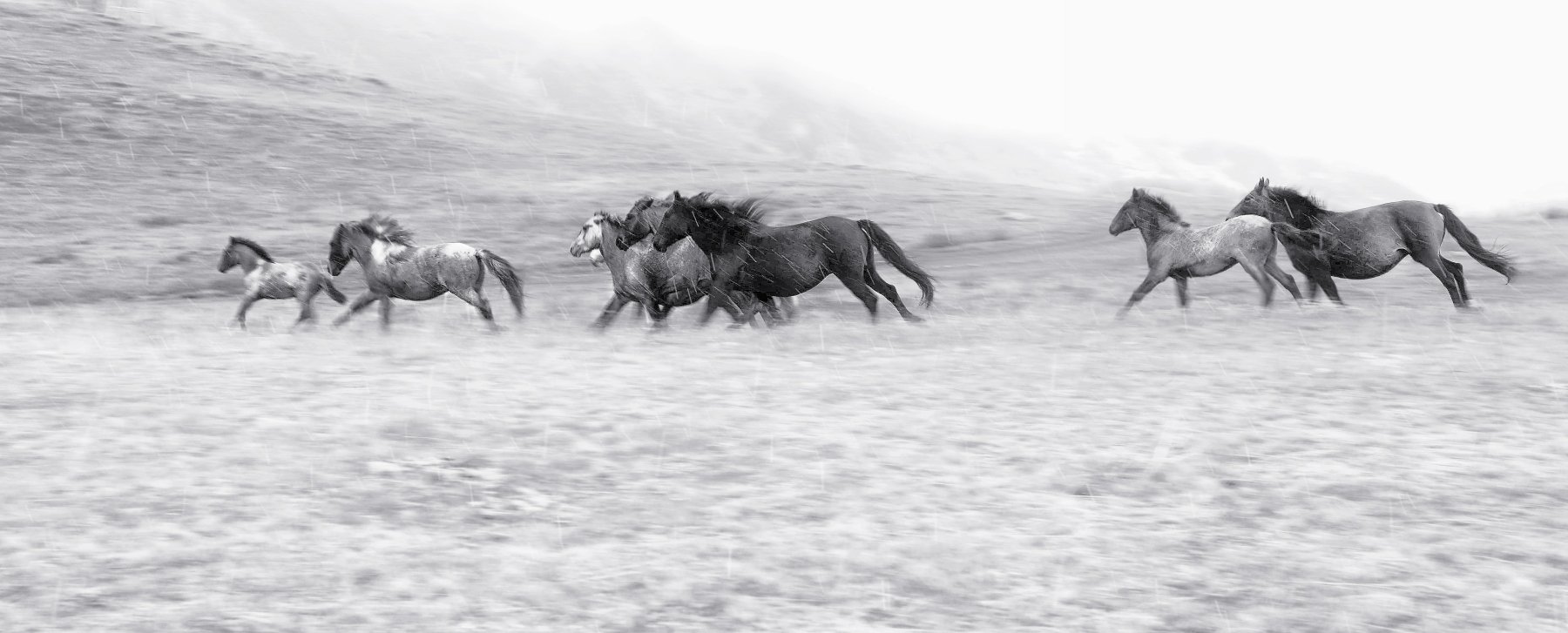 Бегущие по ветру