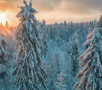 Белые великаны