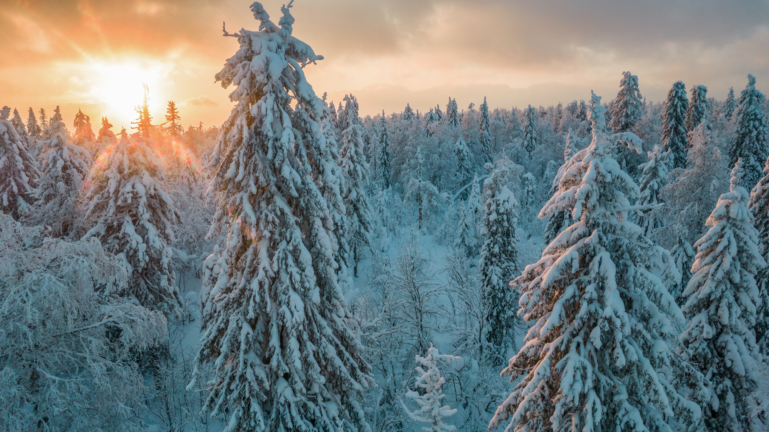 Белые великаны