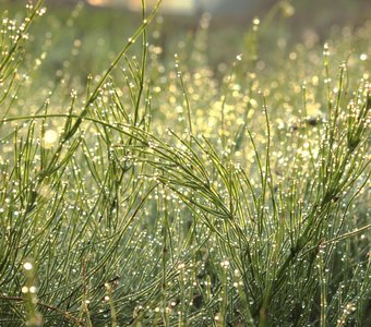 Утренняя прохлада