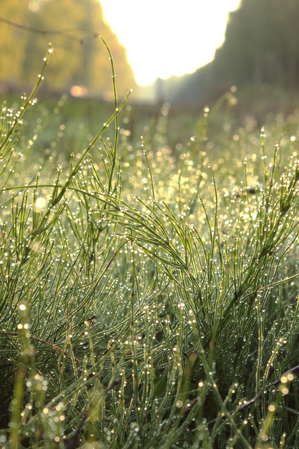 Утренняя прохлада