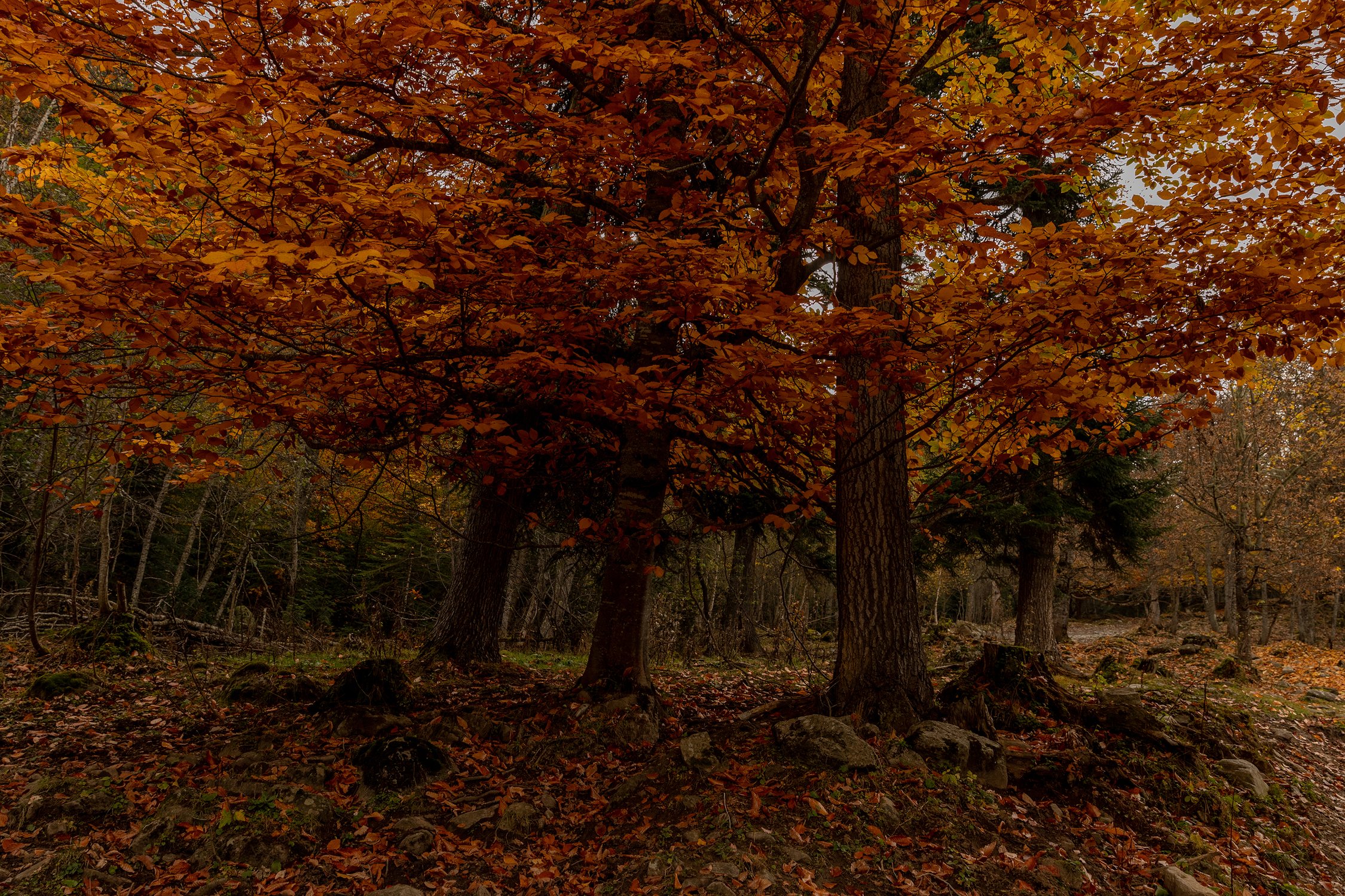 Золото осени