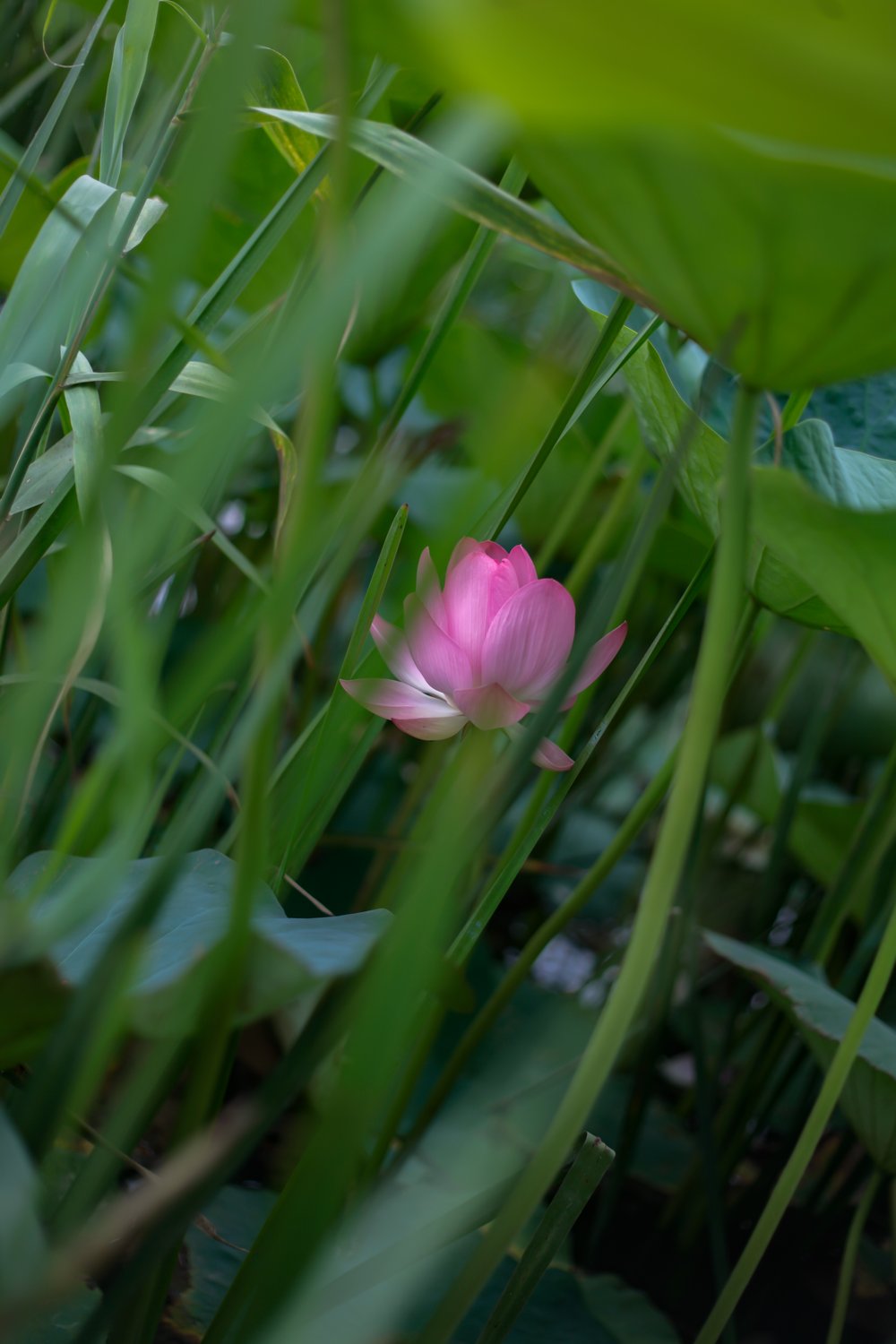 Просветление