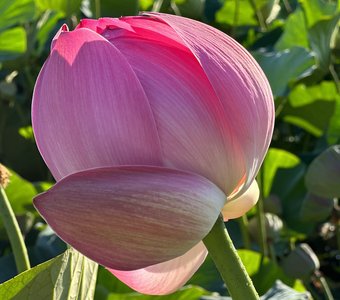 «Пробуждение»