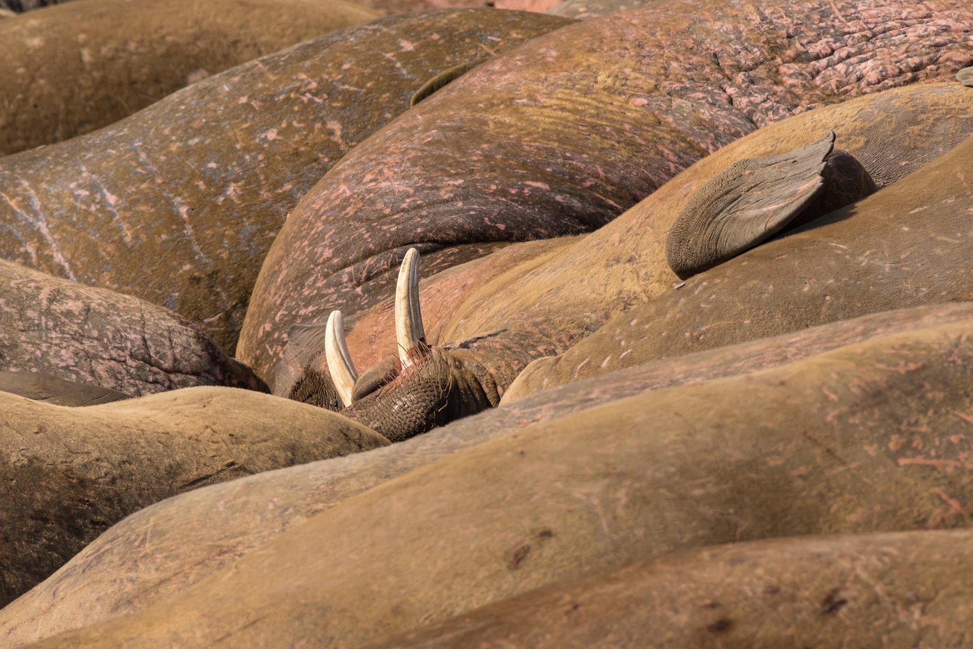 Северный загар