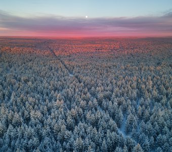 тайга старушка