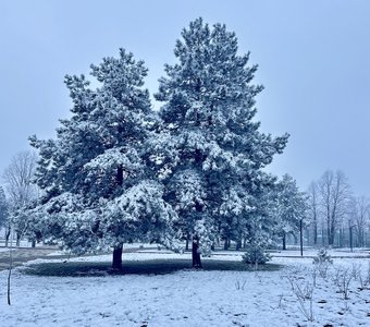Две подружки 🌲 🌲