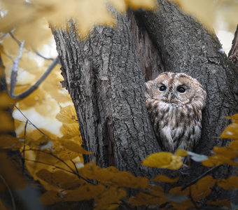 Серая неясыть (Strix aluco)