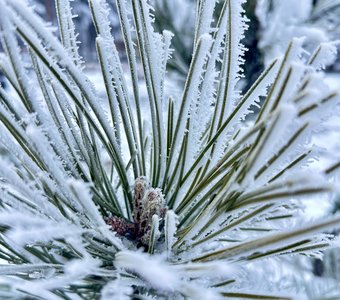 Крошка сосна 🌲