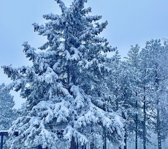 Ели тоже любят шубы 🫶🏻