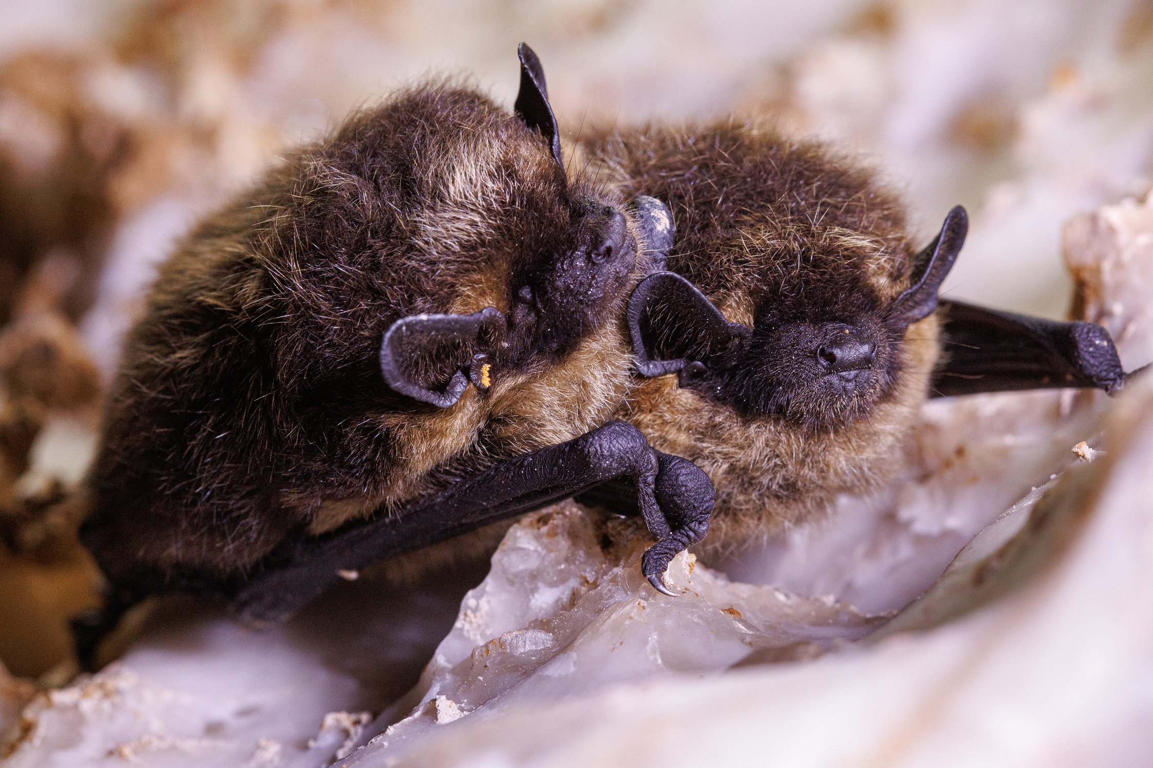 С милым и в пещере рай!