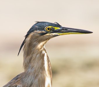 Портрет кваквы