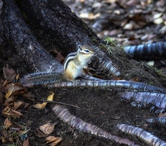 Азиатский бурундук
