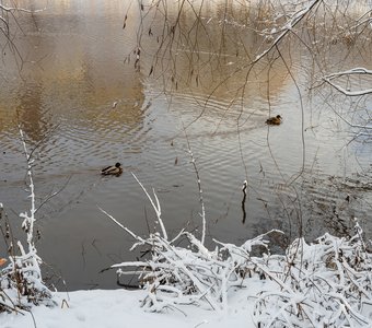 Утки на воде