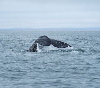 Взмах хвоста