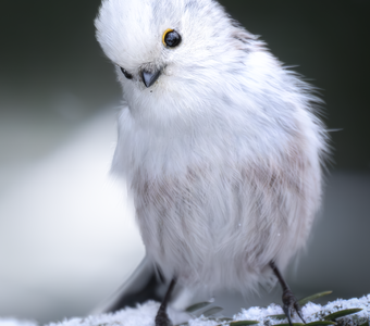 Длиннохвостая синица (Aegithalos caudatus)