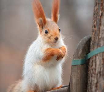 У меня лапки