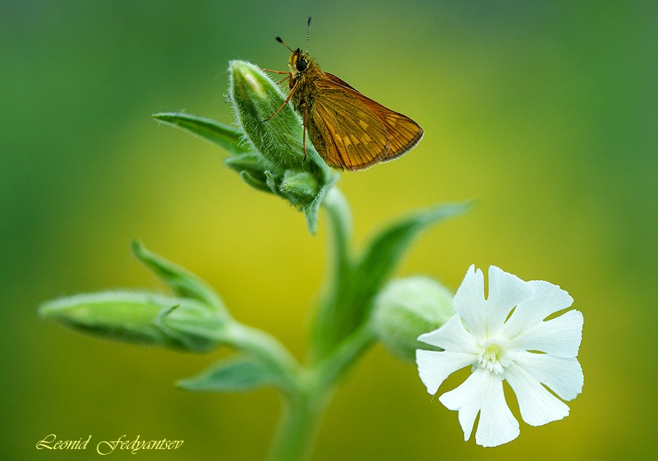 Отдыхающая на дрёме