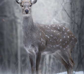 Пятнистый олень (Cervus nippon)