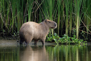 Самое популярное животное планеты — капибара. Рассказ тренера млекопитающих