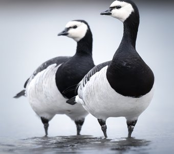 Белощёкая казарка (Branta leucopsis)