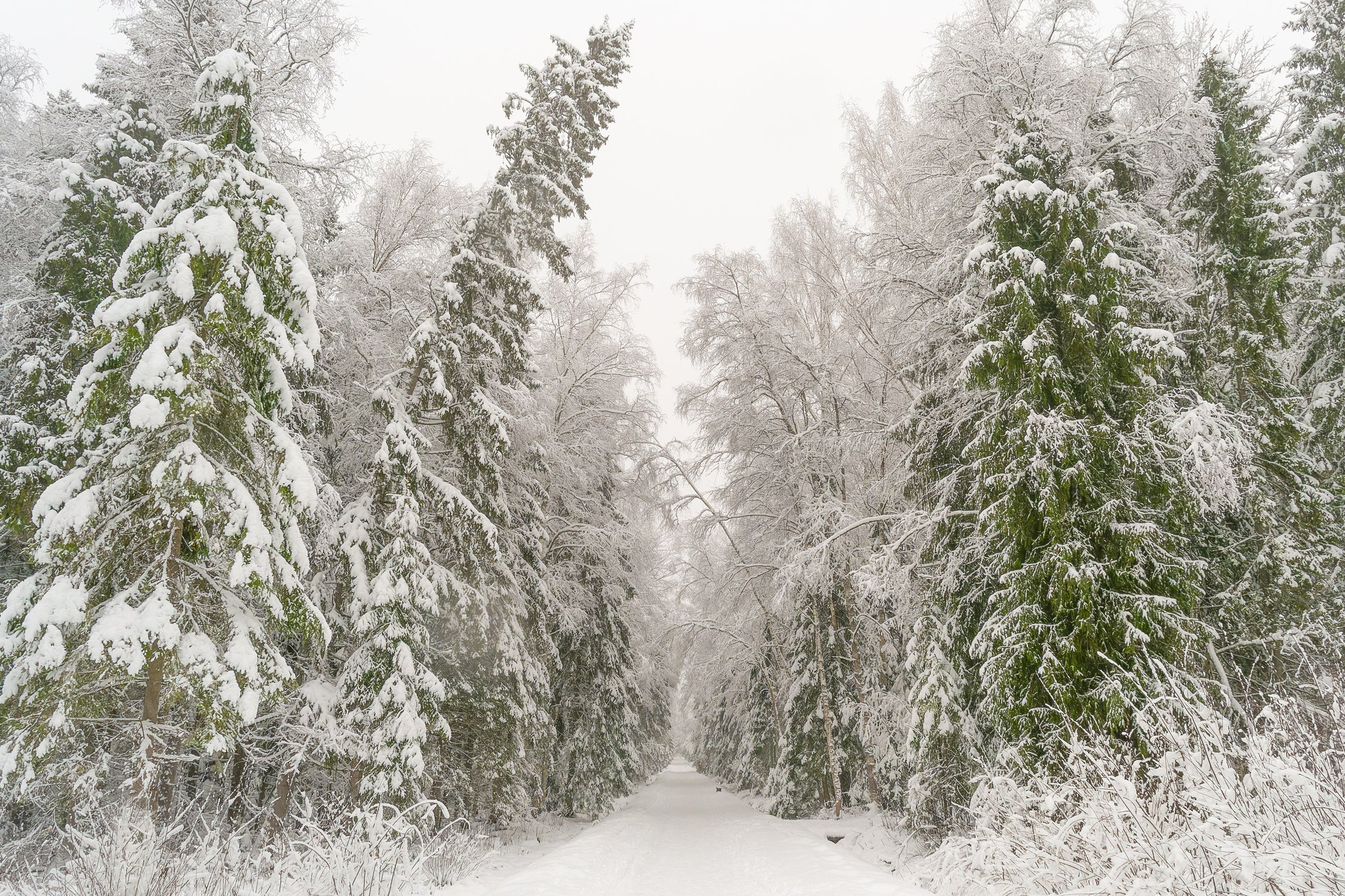 Красота зимы