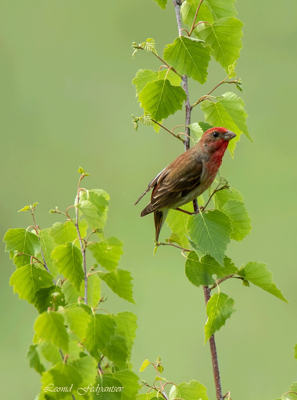 Этюд с Чечевицей (2)