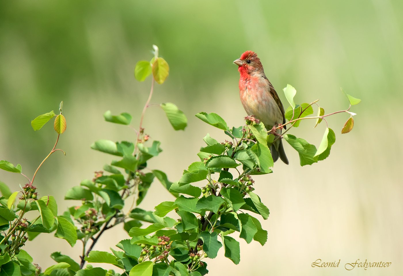 Этюд с Чечевицей (1)